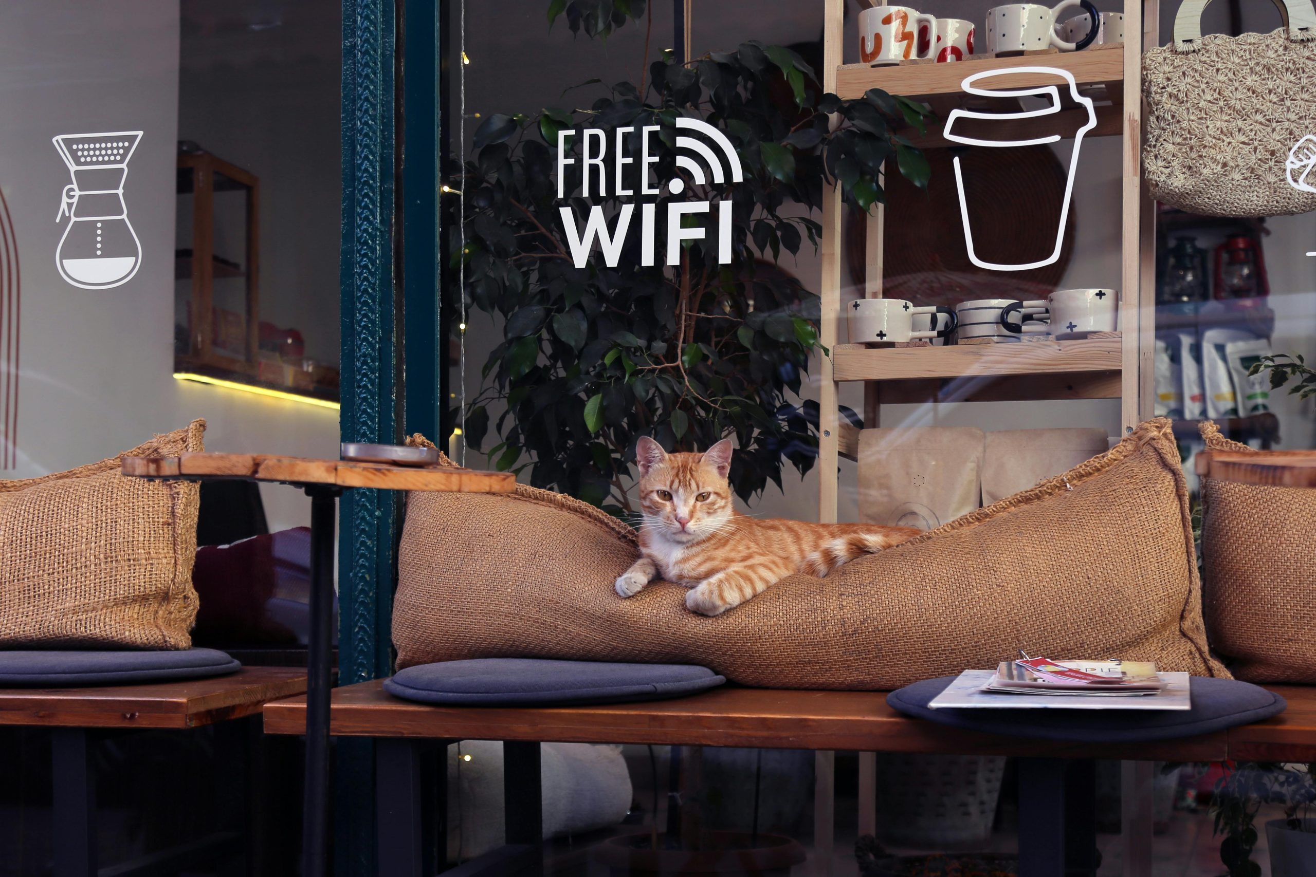 A cute cat lounges in an Istanbul café with free WiFi available, enhancing the cozy atmosphere.